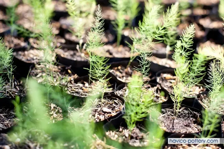 Hình ảnh mô phỏng bộ rễ và ngọn măng tây xanh đang phát triển dưới lòng đất chậu