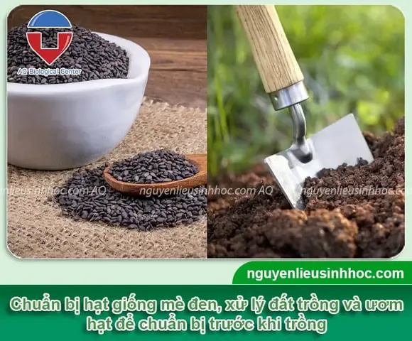 Hình ảnh Chuẩn Bị Giá Thể Trước Khi Gieo Hạt Me