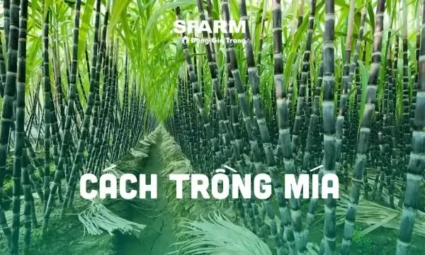 Quy trình chuẩn bị đất và lên luống đạt chuẩn kỹ thuật trồng mía đường