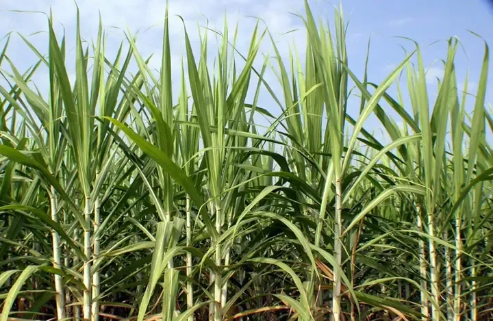 Hình ảnh ruộng mía được thu hoạch đúng thời điểm và kỹ thuật trồng mía đường