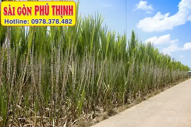 Quá trình bón phân và chăm sóc định kỳ cho cây trồng mía đường