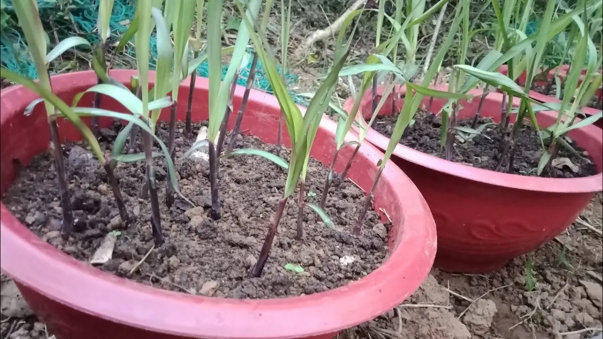 Quy trình trồng hom mía tím vào chậu đơn giản