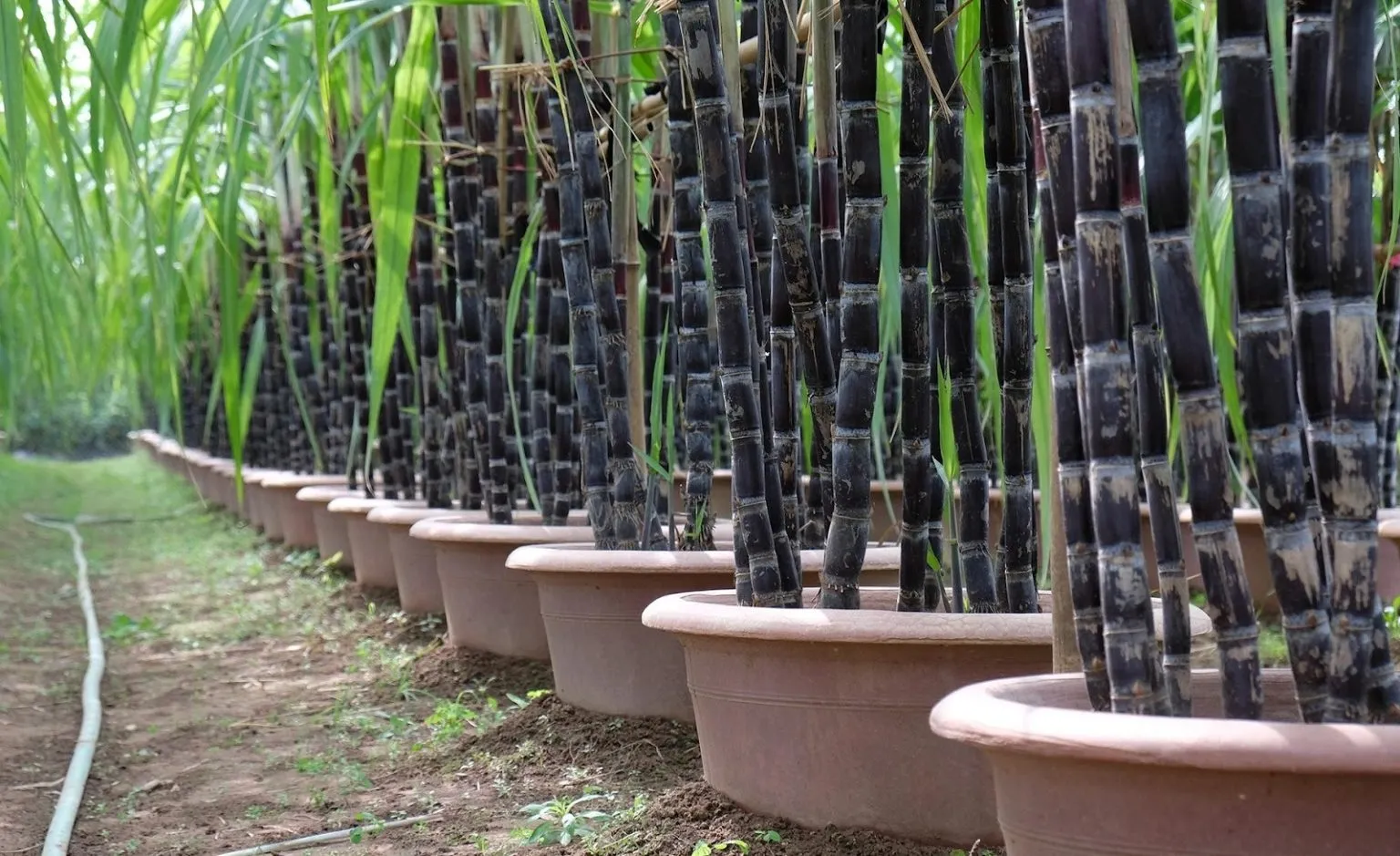 Chuẩn bị chậu và đất trồng mía tím tại nhà cho mục đích làm cảnh