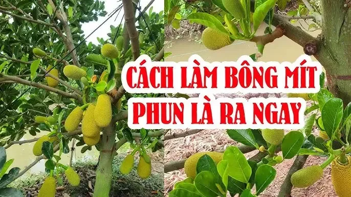 Cây mít con đang được tưới nước hợp lý để phát triển rễ và lá