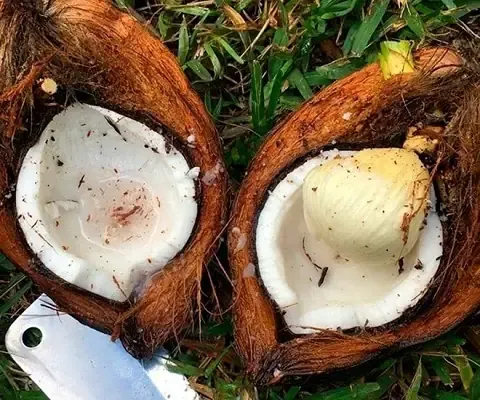 Cây dừa con đã phát triển sau khi thực hiện cách trồng mộng dừa và chăm sóc theo hướng dẫn