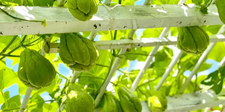 Quả dừa đã nảy mầm được đặt đúng tư thế trong chậu để thực hiện cách trồng mộng dừa