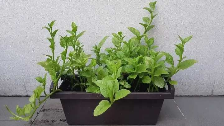 Hướng dẫn kỹ thuật trồng mồng tơi để thu hoạch hạt giống chất lượng cao