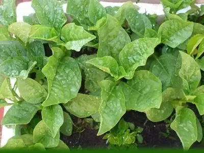 Hướng dẫn chuyên sâu cách chăm sóc mồng tơi lấy hạt đạt hiệu quả