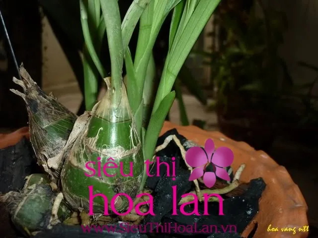 Địa lan Bầu Rượu có thân củ thắt lại giống hình bầu rượu