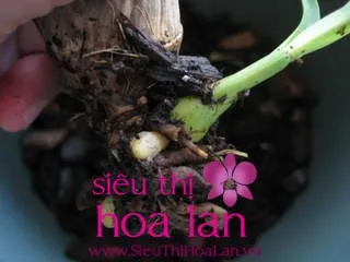 Địa lan Hạc Đỉnh với củ chóp nón và lá bản to