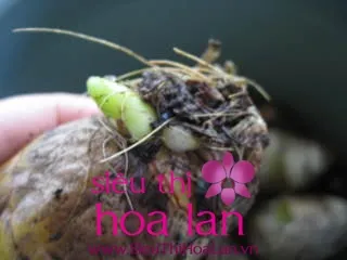 Địa lan Chu Đỉnh Vàng rực rỡ tượng trưng cho may mắn