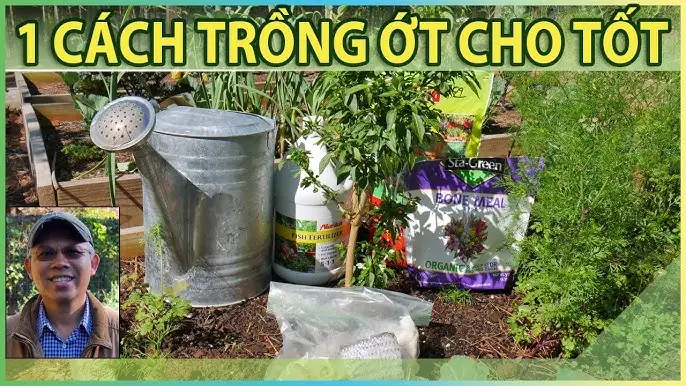 Cách Trồng Hoa Thạch Thảo: Hướng Dẫn Chi Tiết Từ A Đến Z Cho Người Mới