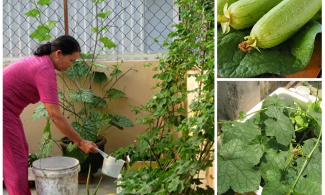 Cách Trồng Mướp Hương Trong Thùng Xốp: Cẩm Nang Toàn Diện Từ A Đến Z