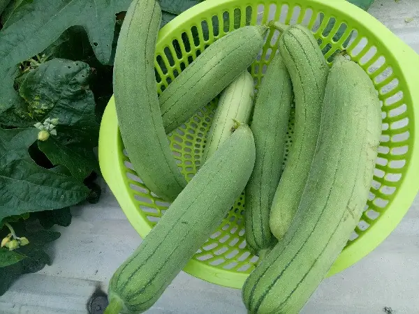 Cách Trồng Mướp Hương Trong Thùng Xốp: Cẩm Nang Toàn Diện Từ A Đến Z