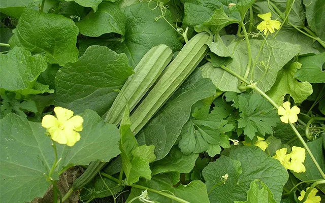 Hình ảnh mầm mướp khía vừa nảy mầm đang được chăm sóc trong khay