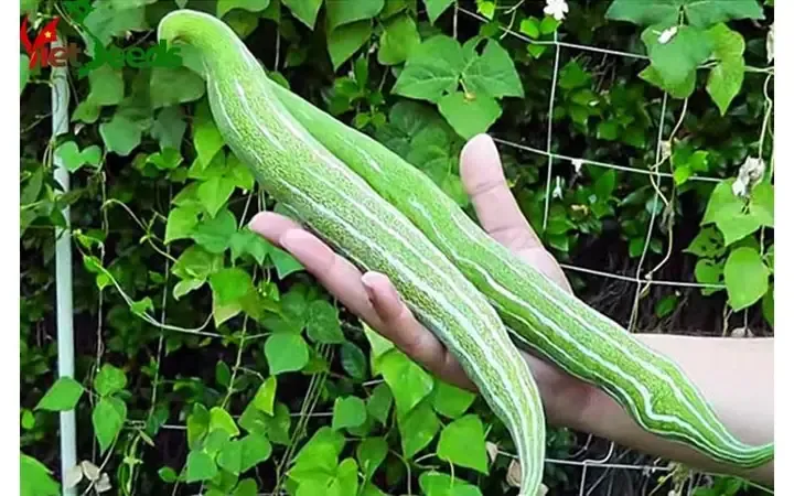Cây mướp rắn đang phát triển trên giàn với những quả non xanh tươi