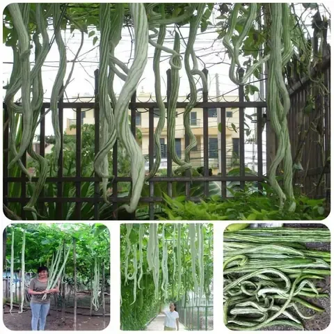 Hình ảnh cận cảnh một quả mướp rắn non đang phát triển trên cây