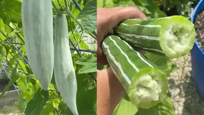 Cây mướp rắn đang được chăm sóc cẩn thận với hệ thống giàn leo chắc chắn