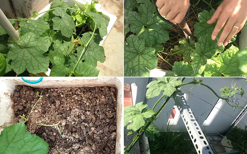 Hình ảnh những cây mướp non đang phát triển trong thùng xốp cần được tỉa thưa và tách cây
