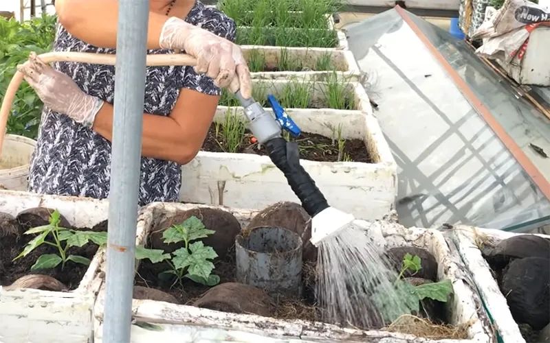 Hình ảnh người làm vườn đang tưới nước cho cây mướp trồng trong thùng xốp