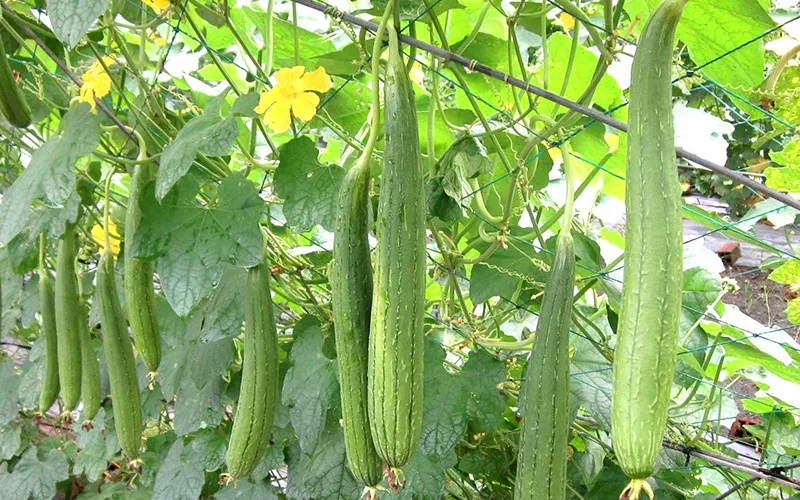 Hình ảnh trái mướp hương đã đến giai đoạn thu hoạch trên giàn