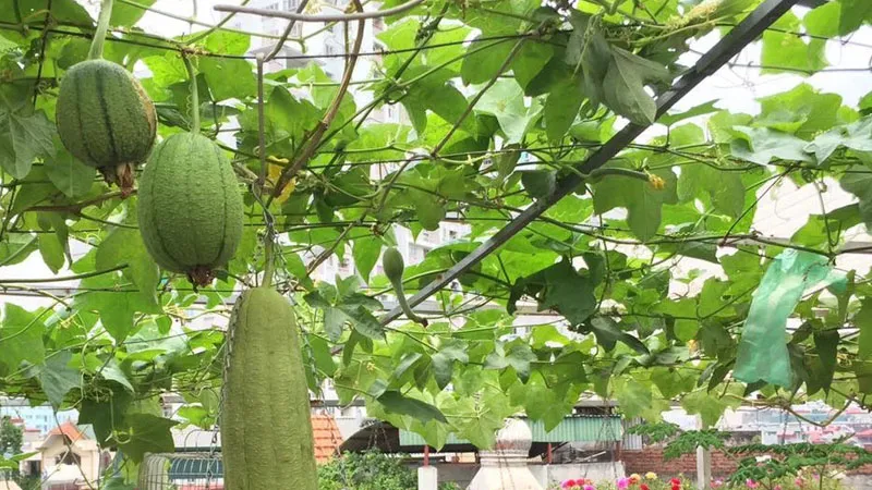 Hình ảnh người làm vườn đang thực hiện kỹ thuật khoanh dây cho cây mướp leo giàn