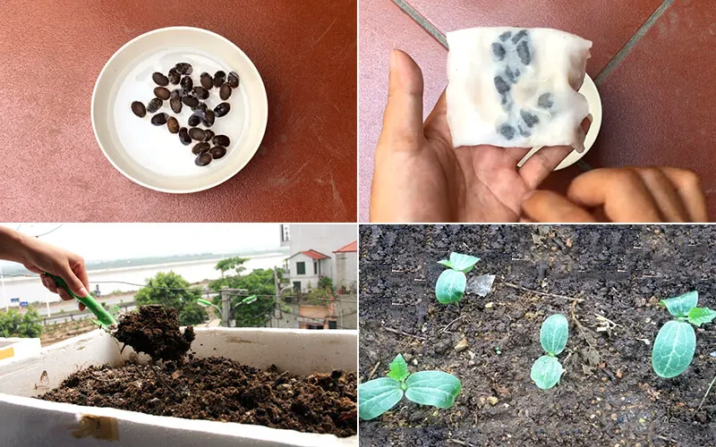 Mô tả hình ảnh hạt mướp đang nứt nanh chuẩn bị gieo trồng trong thùng xốp