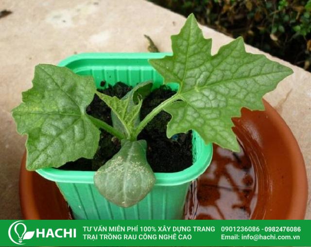 Cách Trồng Mướp Hương Từ Hạt Đúng Kỹ Thuật Cho Năng Suất Cao