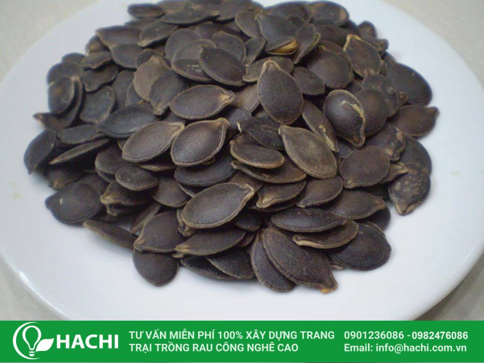 Cách Trồng Mướp Hương Từ Hạt Đúng Kỹ Thuật Cho Năng Suất Cao