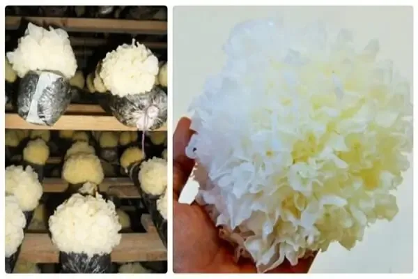 Kỹ thuật Trồng Nấm Tuyết