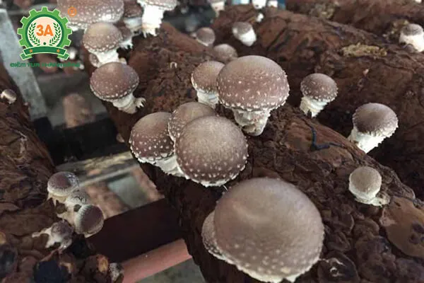 Mũ và cuống nấm hương trưởng thành