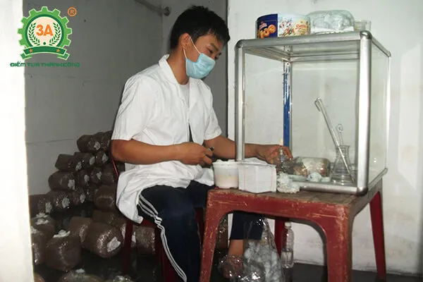 Kỹ thuật cấy giống nấm hương trong môi trường vô trùng