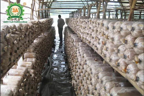 Phòng nuôi trồng nấm hương với hệ thống giá xếp và điều khiển độ ẩm