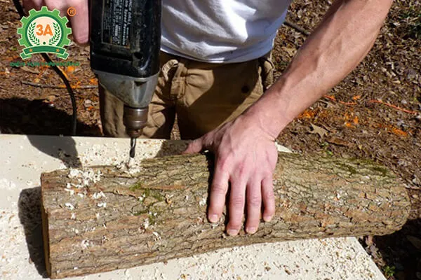 Các khúc gỗ được chuẩn bị để cấy giống nấm hương