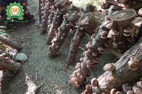 Dựng khúc gỗ đứng thẳng theo kiểu giá súng để kích thích nấm hương ra quả