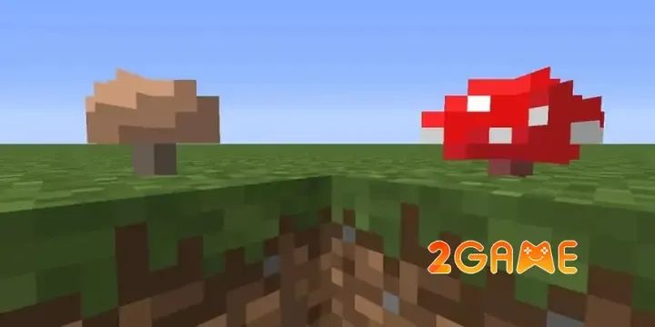 Hình ảnh thể hiện các sản phẩm được tạo ra từ nấm nâu, bao gồm súp và mắt nhện lên men