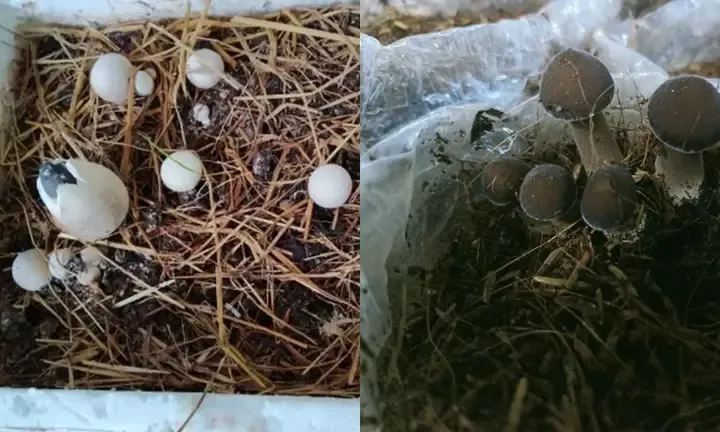 Nhiều phương pháp trồng nấm rơm khác nhau, từ bịch nilon đến luống rơm