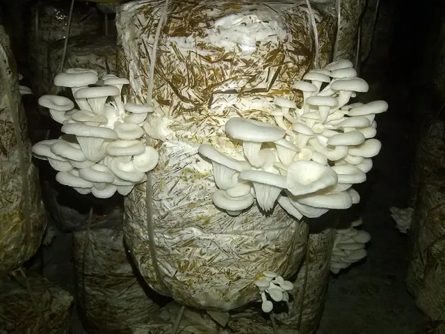 Kỹ thuật xếp bịch phôi nấm sò trong nồi hấp để tiệt trùng, đảm bảo nhiệt độ đồng đều.