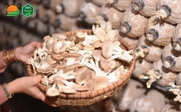 Phôi nấm bào ngư xám sau khi thu hoạch, cần được xử lý và nghỉ ngơi trước khi kích thích ra đợt nấm mới.