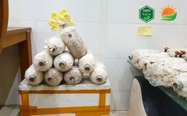 Cận cảnh quy trình cấy giống nấm sò vào bịch phôi đã tiệt trùng trong điều kiện vô trùng.