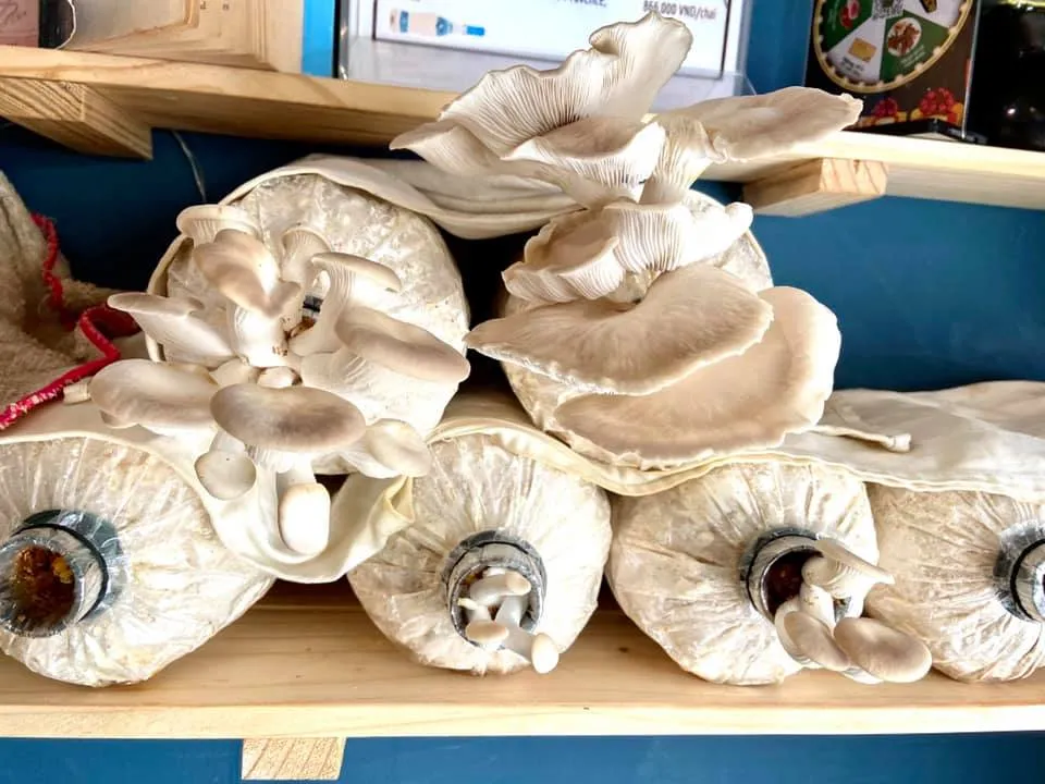 Mẹo giữ ẩm phôi nấm khi trồng nấm tại nhà