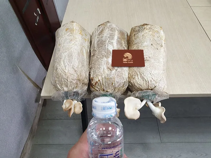 Cách tưới nấm khi trồng nấm tại nhà