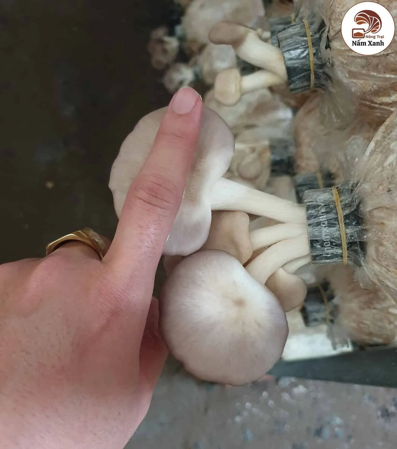 Cách thu hoạch nấm khi trồng nấm tại nhà