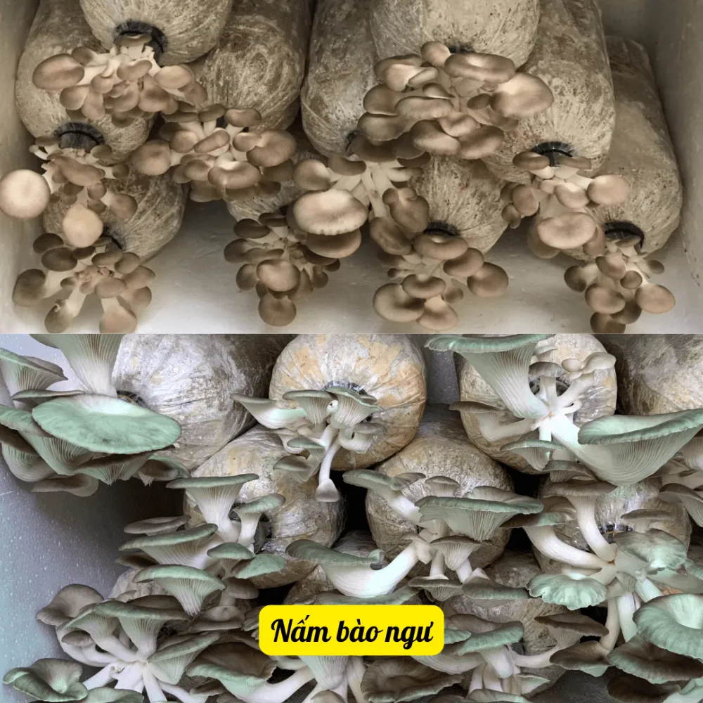 Các loại meo giống nấm rơm và nấm bào ngư chất lượng cao