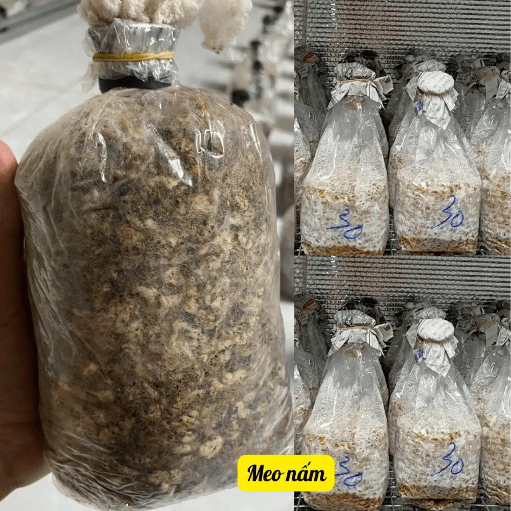 Hình ảnh tơ nấm phát triển mạnh mẽ lan kín bề mặt giá thể