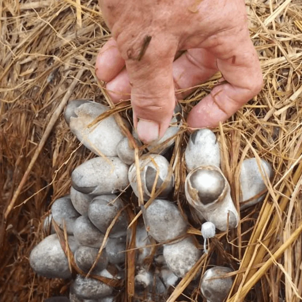 Kỹ thuật thu hoạch nấm đúng cách để kích thích ra nấm đợt tiếp theo