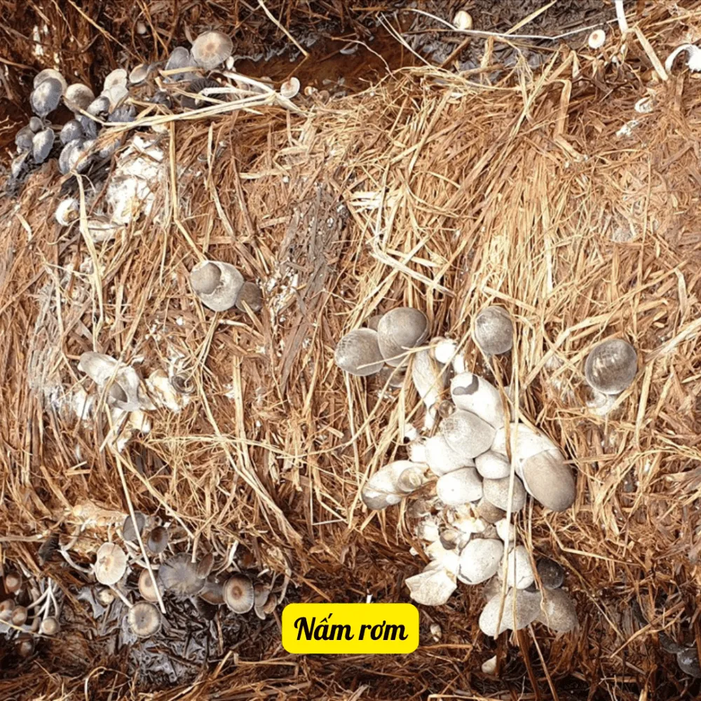 Quy trình xử lý và ủ giá thể trồng nấm rơm trong thùng xốp