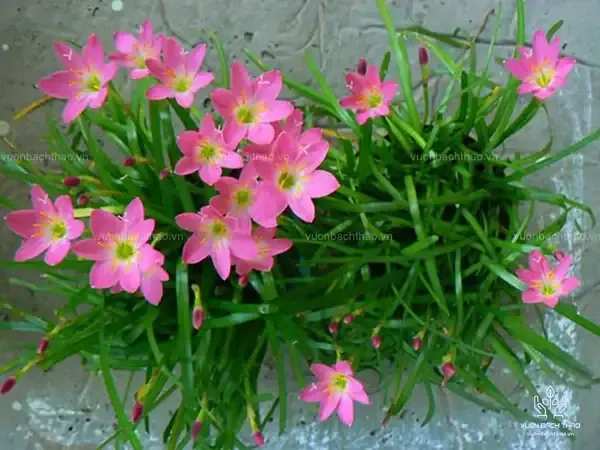 Bón Lót Và Cấu Trúc Dinh Dưỡng Ban Đầu