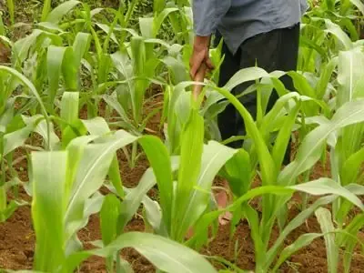 Bắp ngô lai sau khi được chăm sóc đúng kỹ thuật