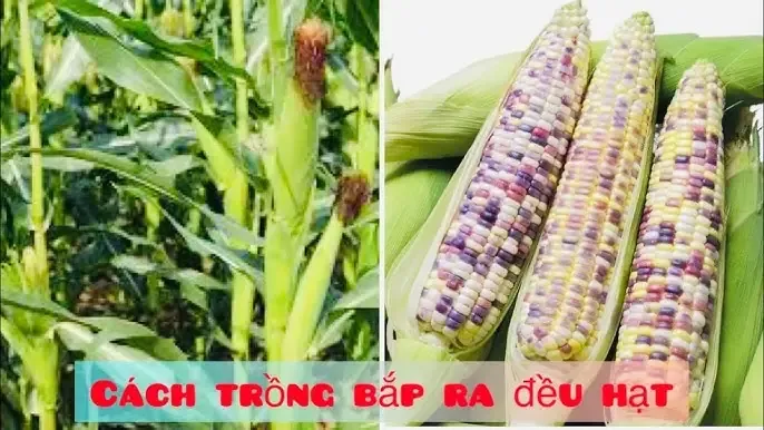 Cách Trồng Ngô Lai: Bí Quyết Canh Tác Hiệu Quả
